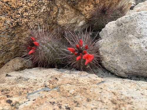 Cochemiea maritima (Cochemiea maritima)