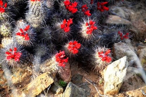 Cochemiea maritima (Cochemiea maritima)