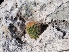 Cochemiea mazatlanensis (Cochemiea mazatlanensis)