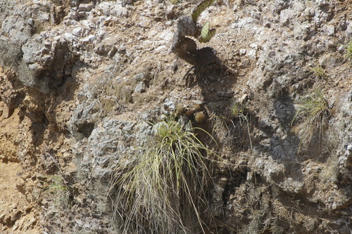 Cochemiea mazatlanensis (Cochemiea mazatlanensis)