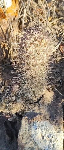 Cochemiea mazatlanensis (Cochemiea mazatlanensis)