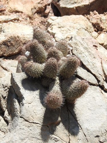 Cochemiea mazatlanensis (Cochemiea mazatlanensis)
