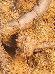 Cochemiea mazatlanensis (Cochemiea mazatlanensis)