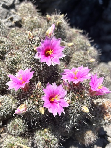 Cochemiea mazatlanensis (Cochemiea mazatlanensis)