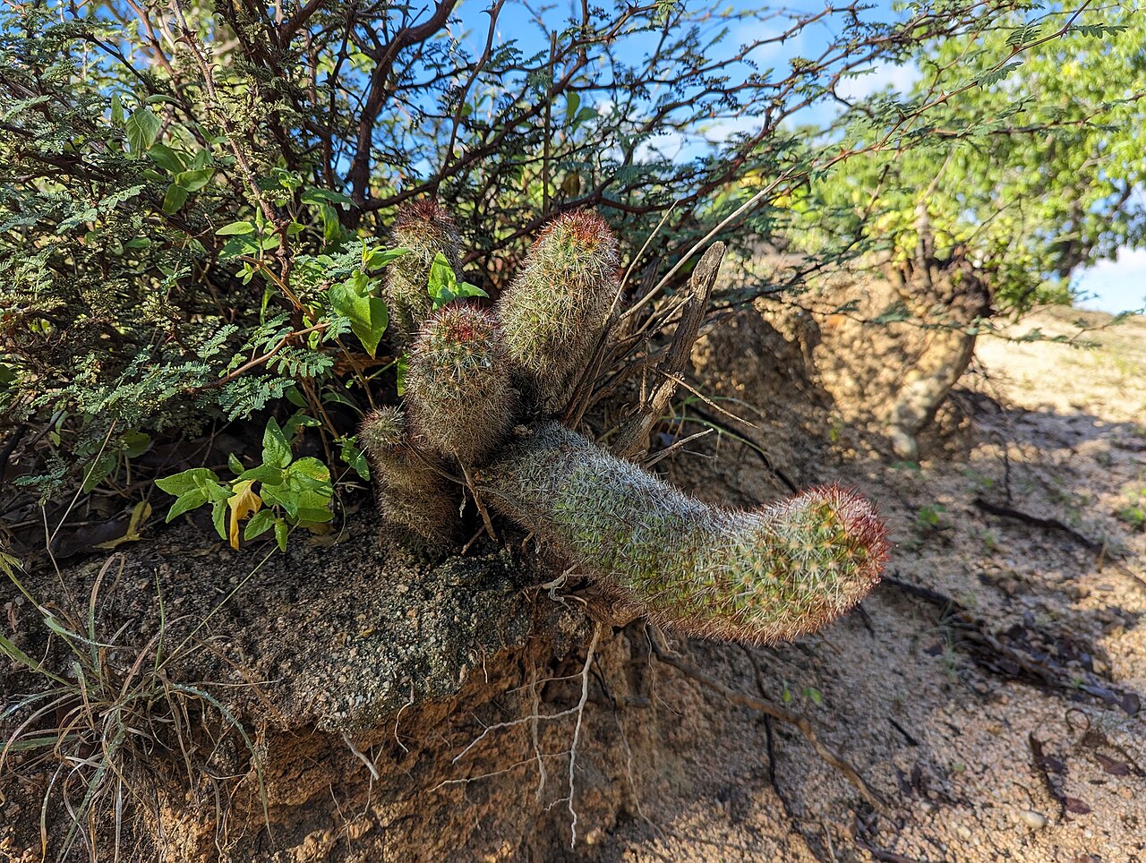 Cochemiea phitauiana: Cochemiea phitauiana in Mexico