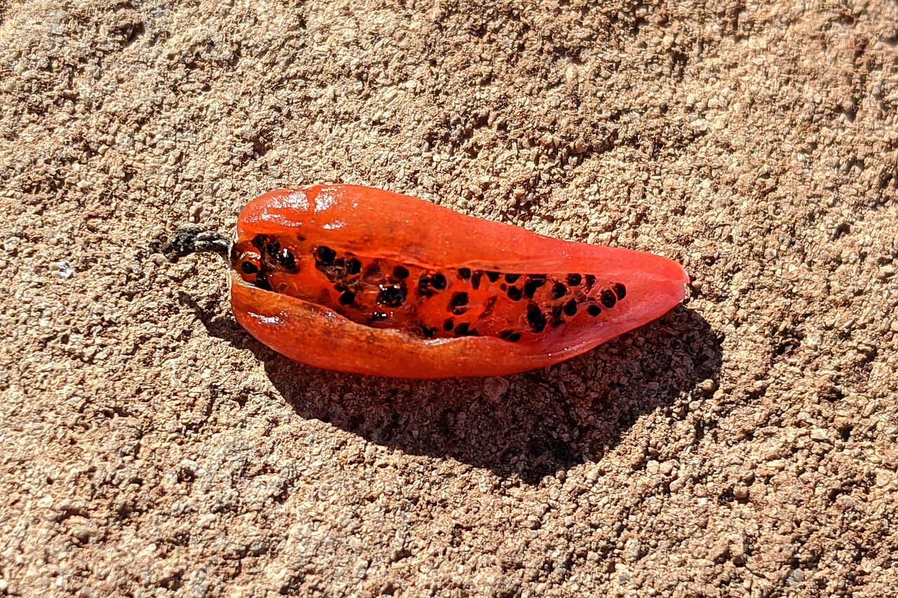 Cochemiea phitauiana: Mexico: Baja California Sur, La Paz, desert scrub 0.5 km S of Tecolote Beach