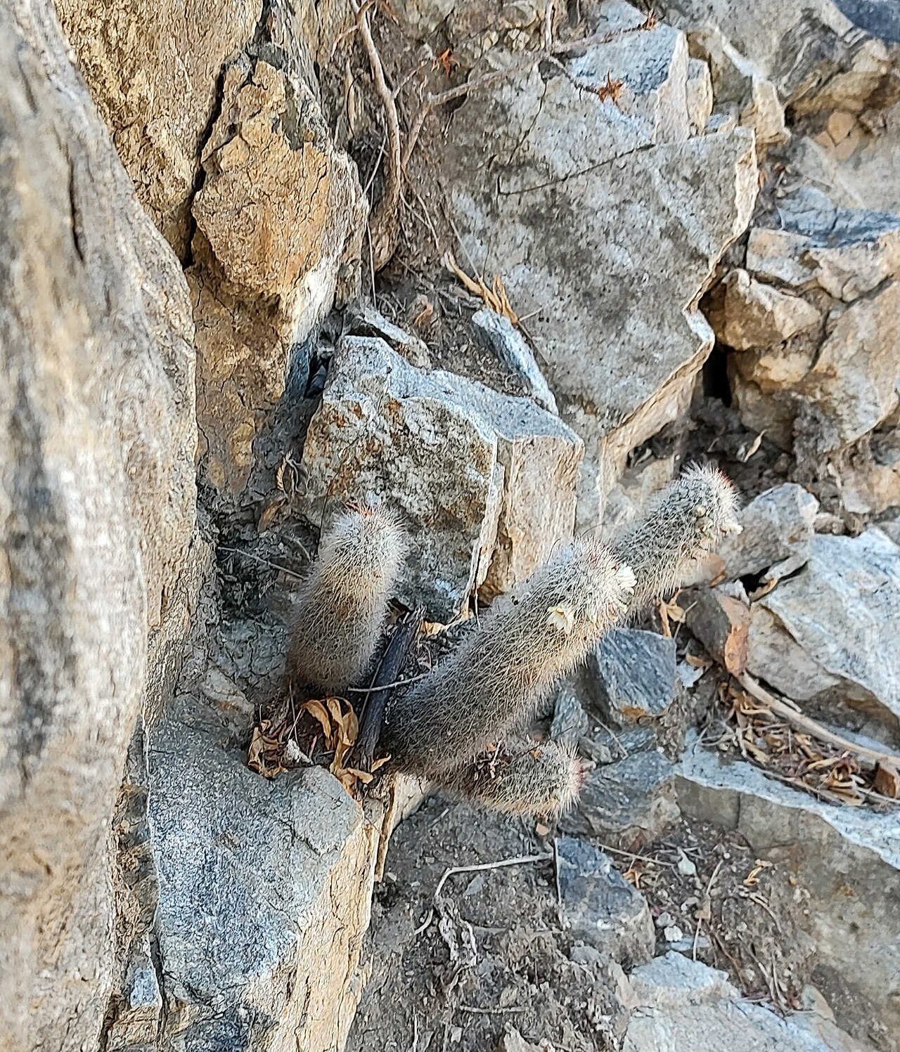 Cochemiea phitauiana: Cochemiea phitauiana in Mexico