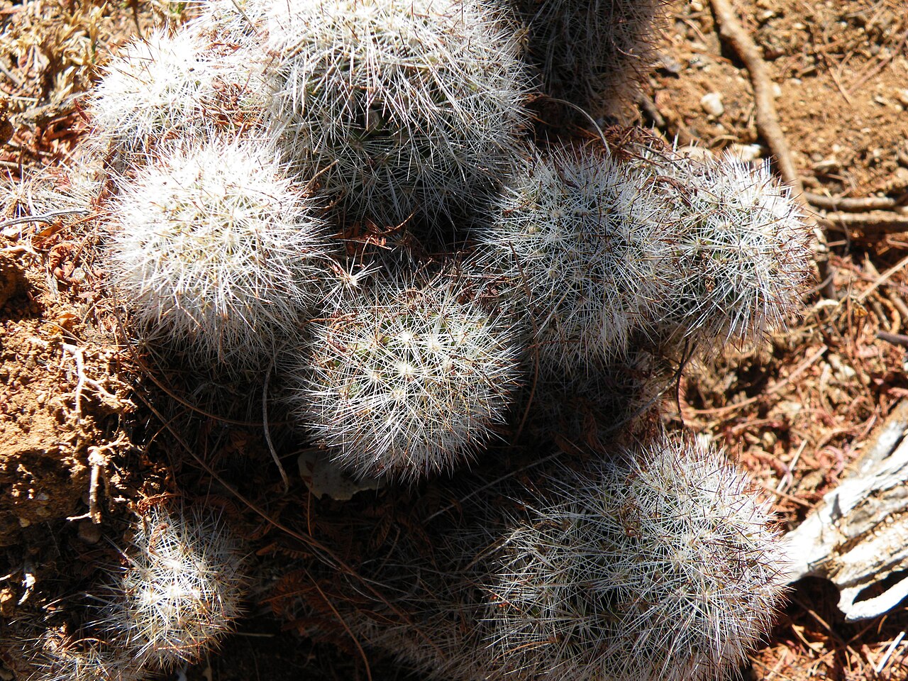 Cochemiea phitauiana: El Triunfo, South Baja California