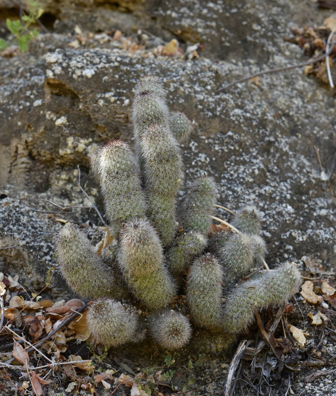 Cochemiea phitauiana: Cochemiea phitauiana in Mexico