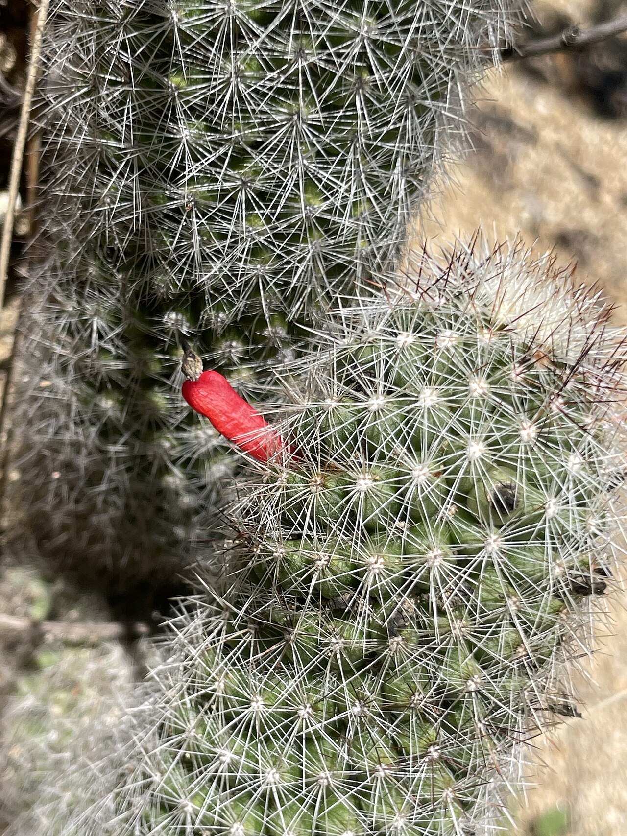 Cochemiea phitauiana: Cochemiea phitauiana in Mexico