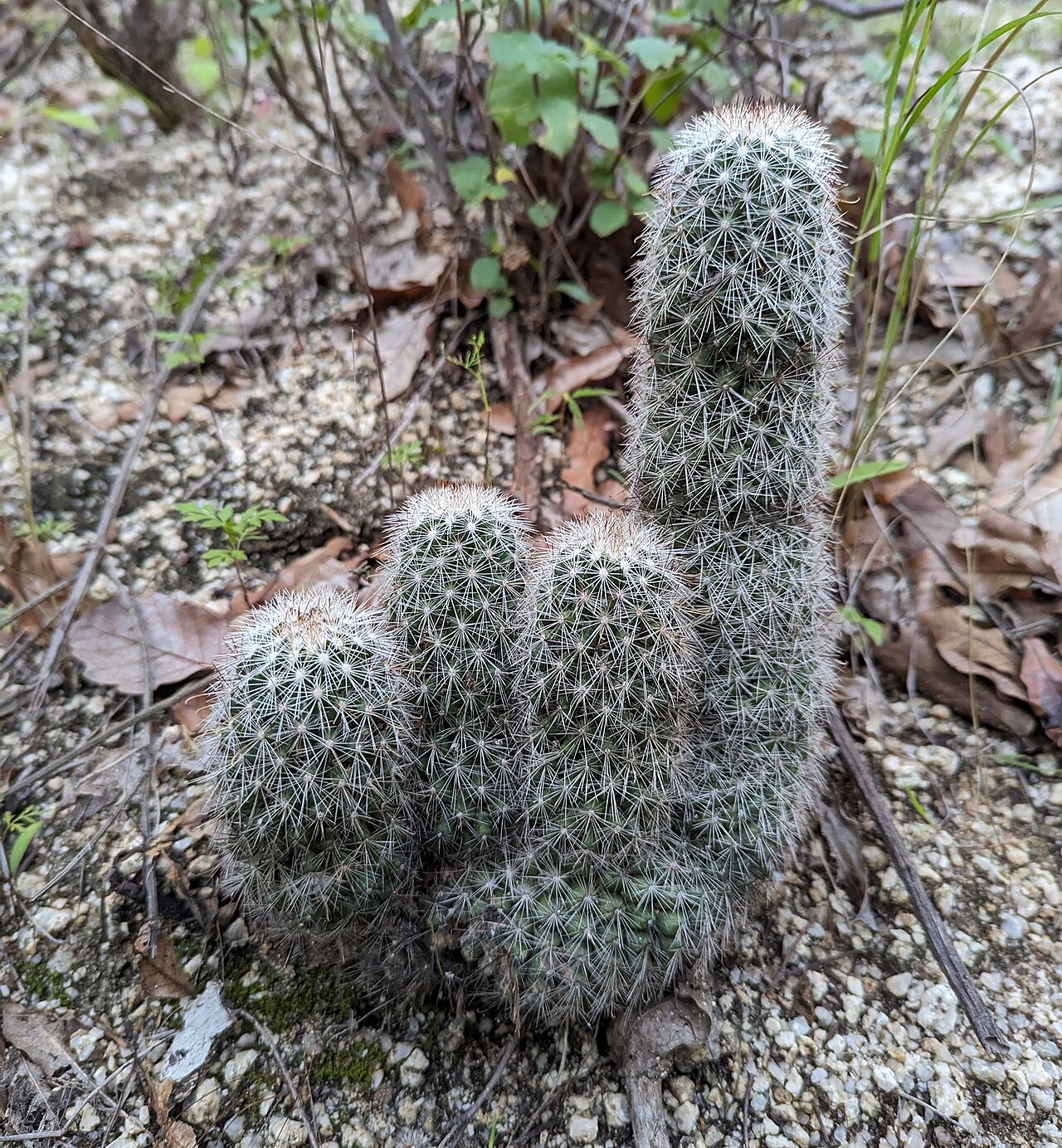 Cochemiea phitauiana: Cochemiea phitauiana in Mexico