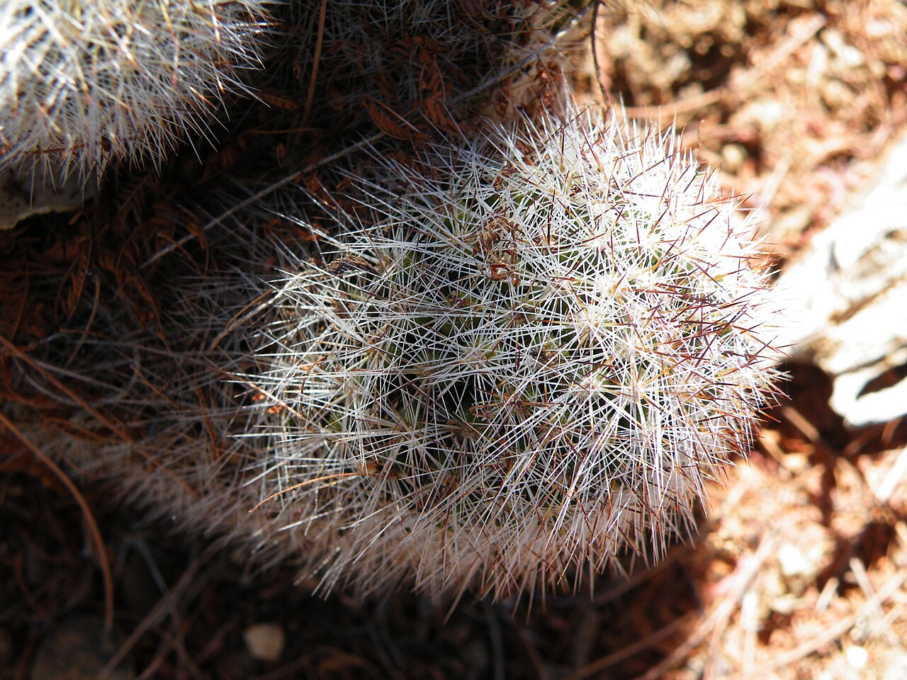 Cochemiea phitauiana: El Triunfo, South Baja California