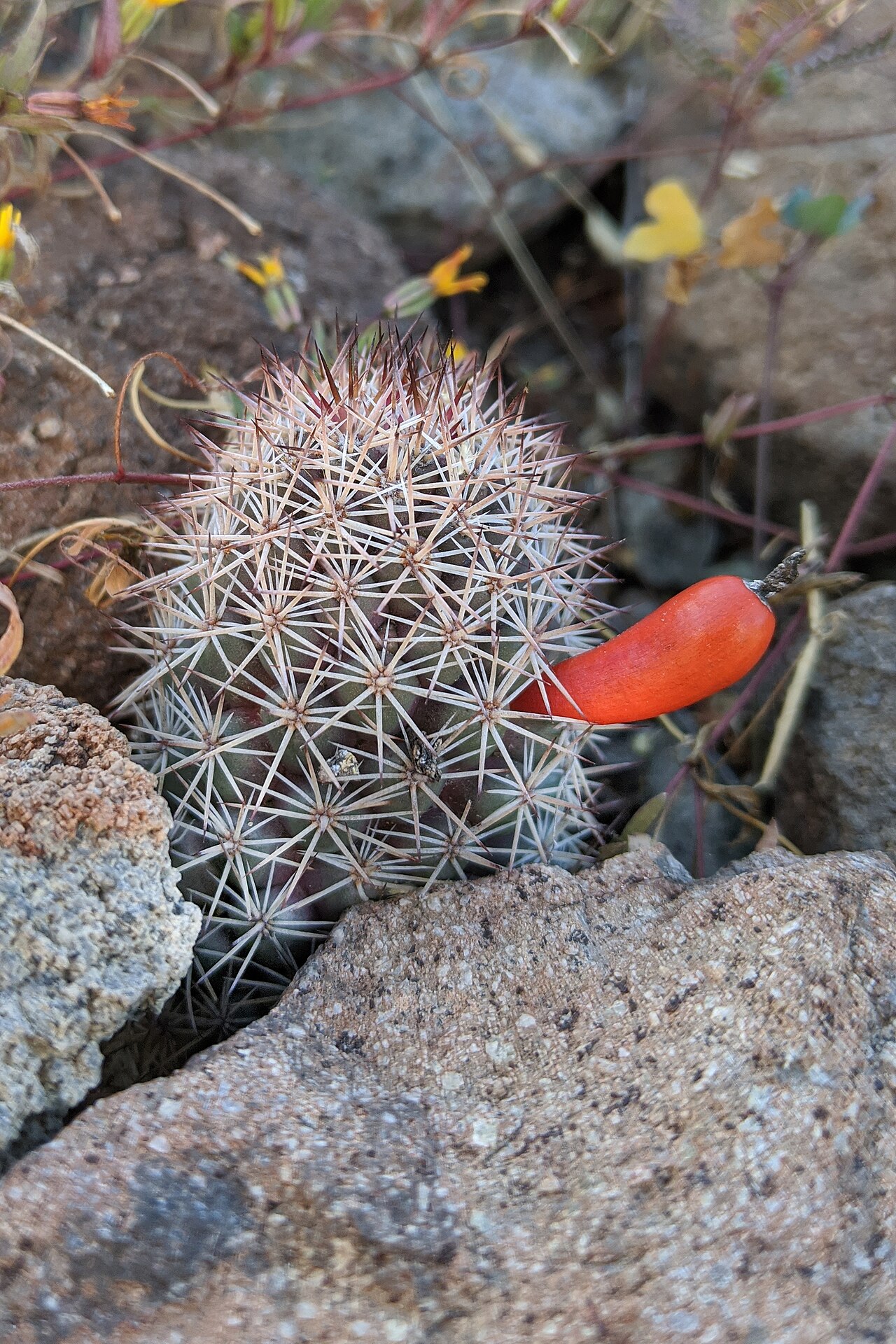 Cochemiea phitauiana: Mexico: Baja California Sur, La Paz, desert scrub 0.5 km S of Tecolote Beach