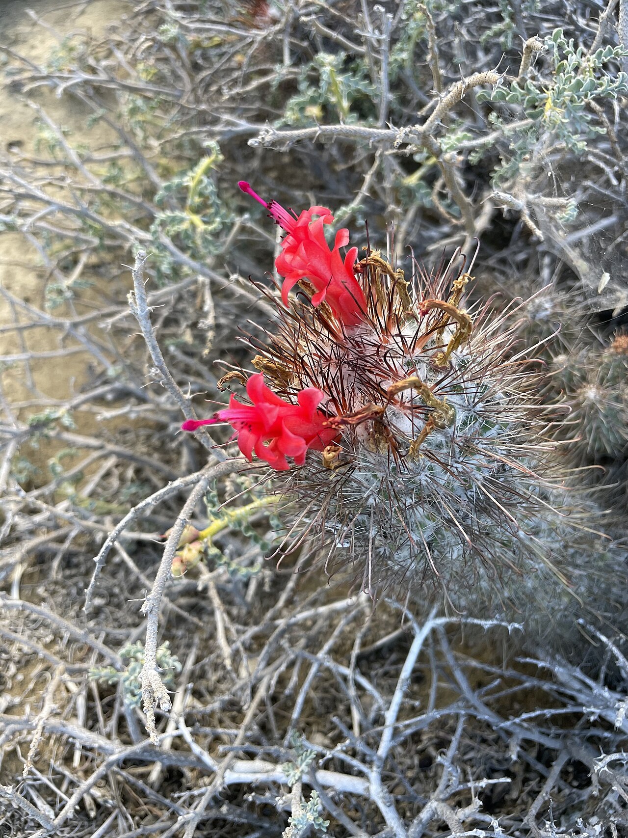 Cochemiea pondii: Cochemiea pondii in Mexico
