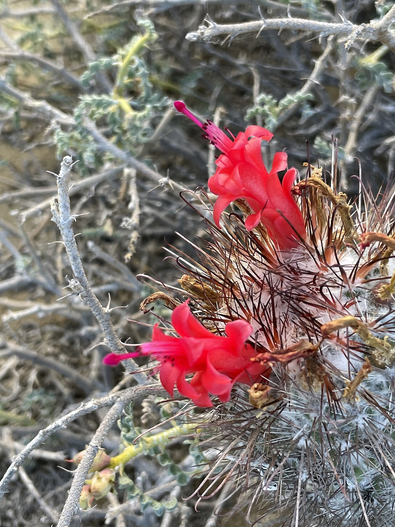 Cochemiea pondii: Cochemiea pondii in Mexico