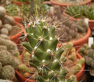 Baja California cochemiea: Cochemiea poselgeri