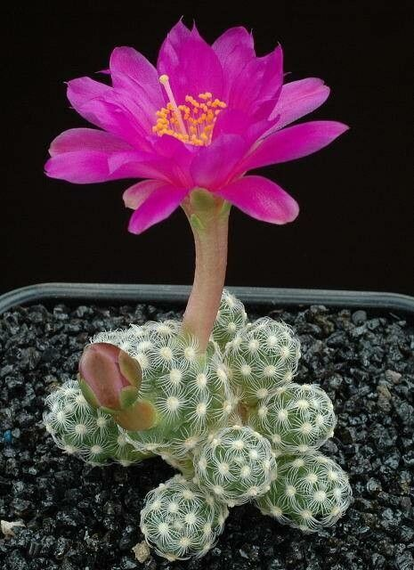 Cochemiea saboae: En flor