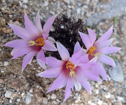 Cochemiea schumannii (Cochemiea schumannii)