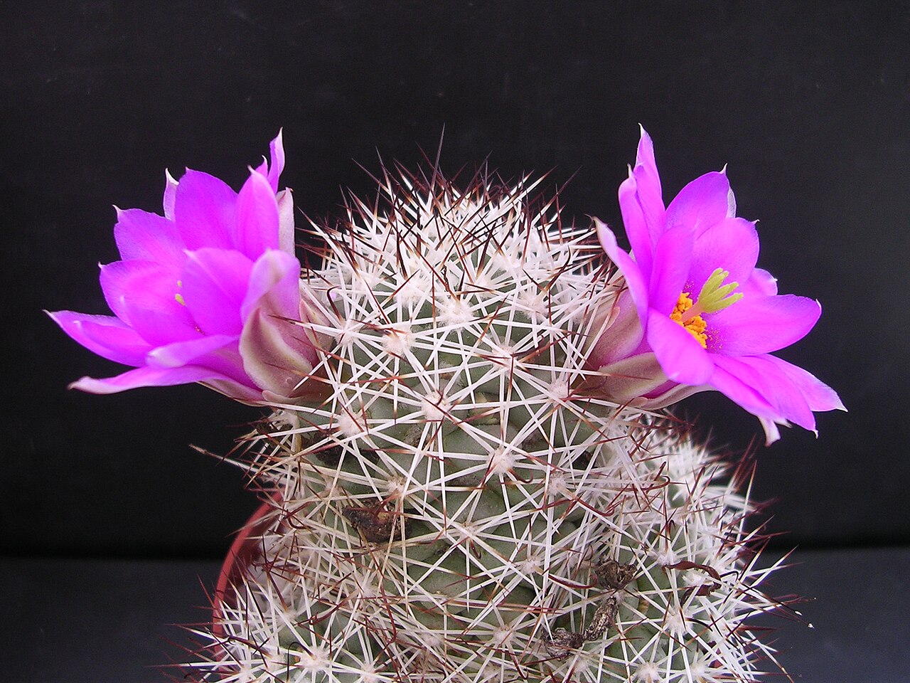 Cochemiea schumannii: Mammillaria schumannii