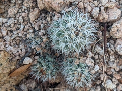 Cochemiea schumannii (Cochemiea schumannii)