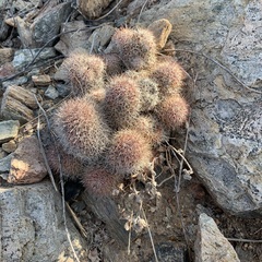 Cochemiea schumannii (Cochemiea schumannii)