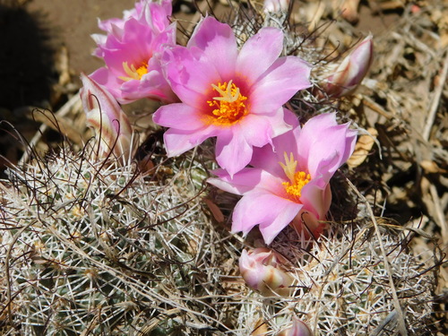 Cochemiea schumannii (Cochemiea schumannii)