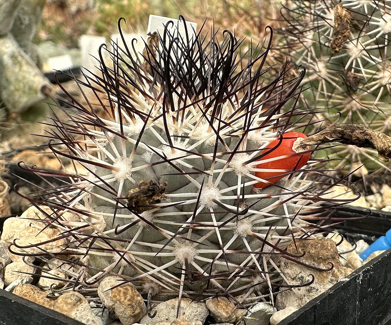Cochemiea schumannii: Mammillaria schumannii in Kultur, mit reifer Frucht