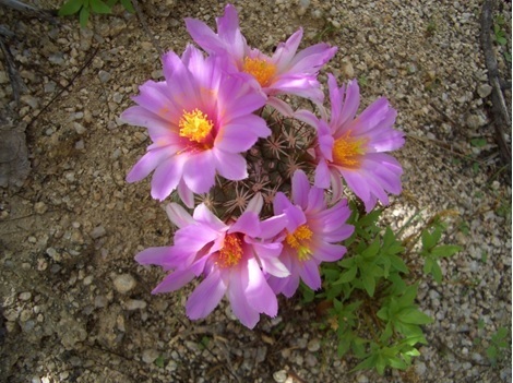 Cochemiea schumannii (Cochemiea schumannii)