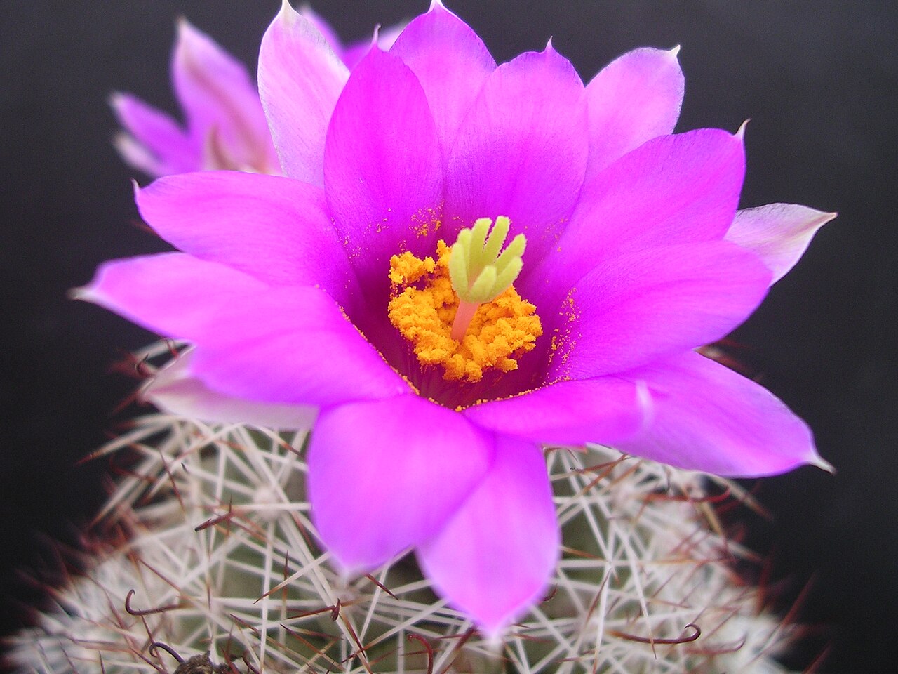 Cochemiea schumannii: Mammillaria schumannii