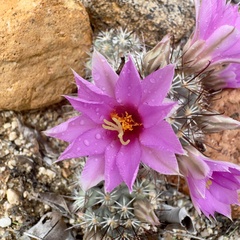 Cochemiea schumannii (Cochemiea schumannii)