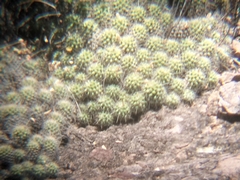 Cochemiea setispina (Cochemiea setispina)