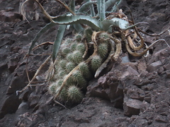 Cochemiea setispina (Cochemiea setispina)