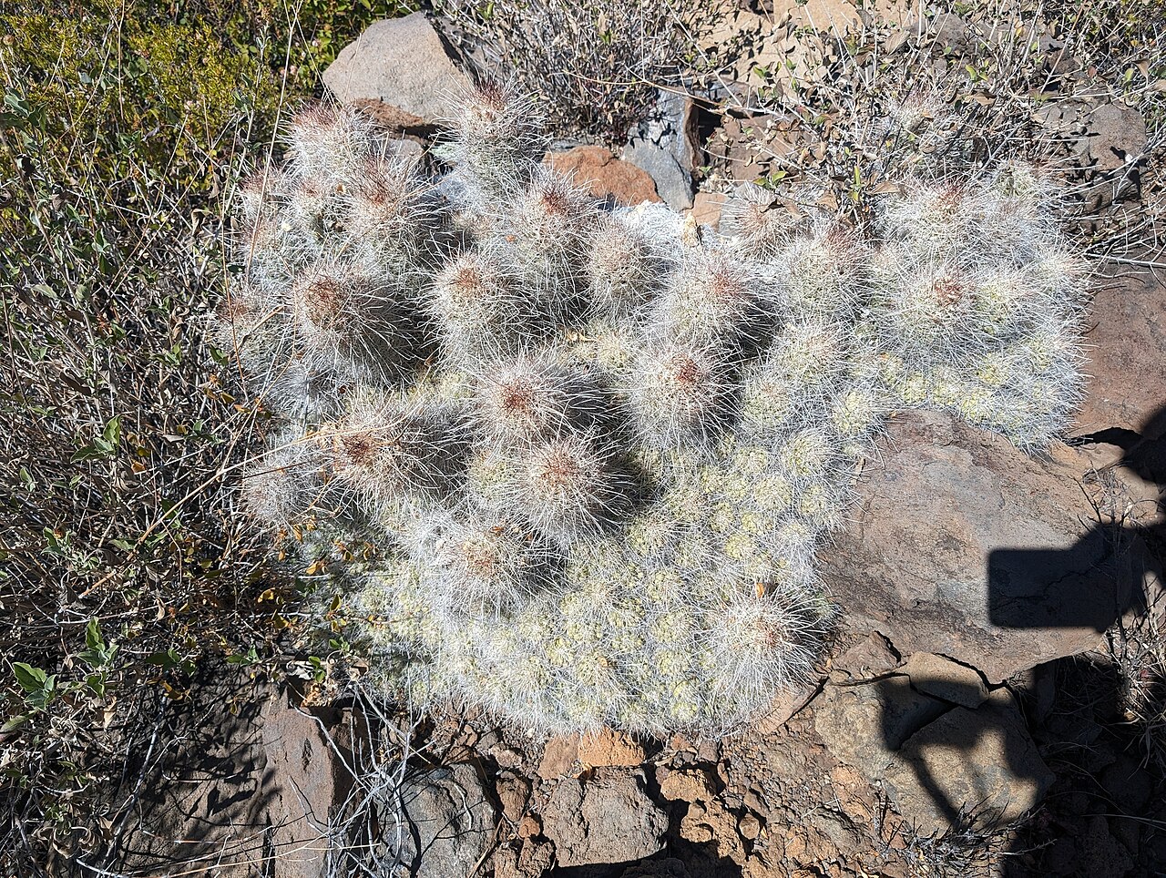 Cochemiea setispina: Cochemiea setispina in Mexico