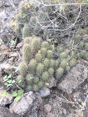 Cochemiea setispina (Cochemiea setispina)