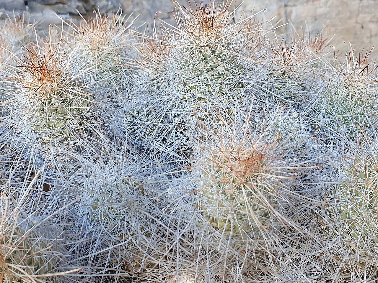 Cochemiea setispina: Cochemiea setispina in Mexico