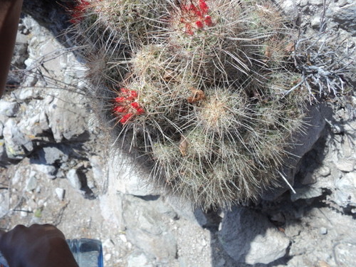 Cochemiea setispina (Cochemiea setispina)