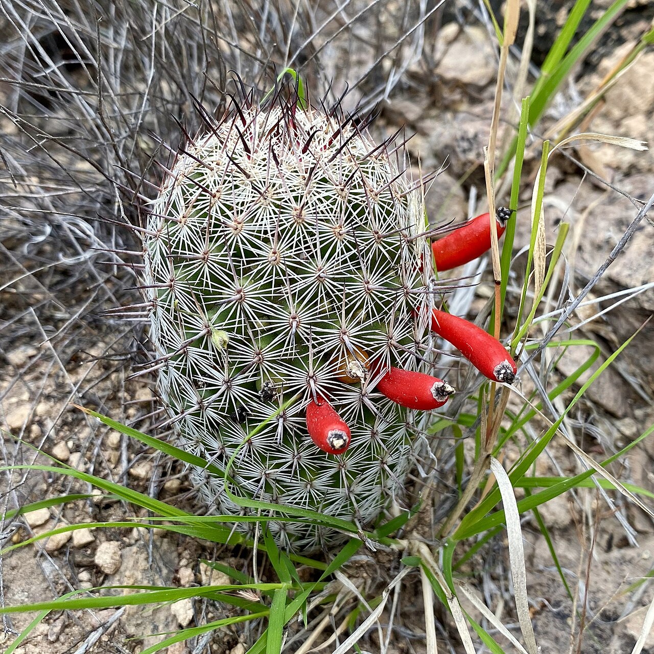 Cochemiea sheldonii: Sheldon's pincushion ( Cochemiea sheldonii ) in Mexico