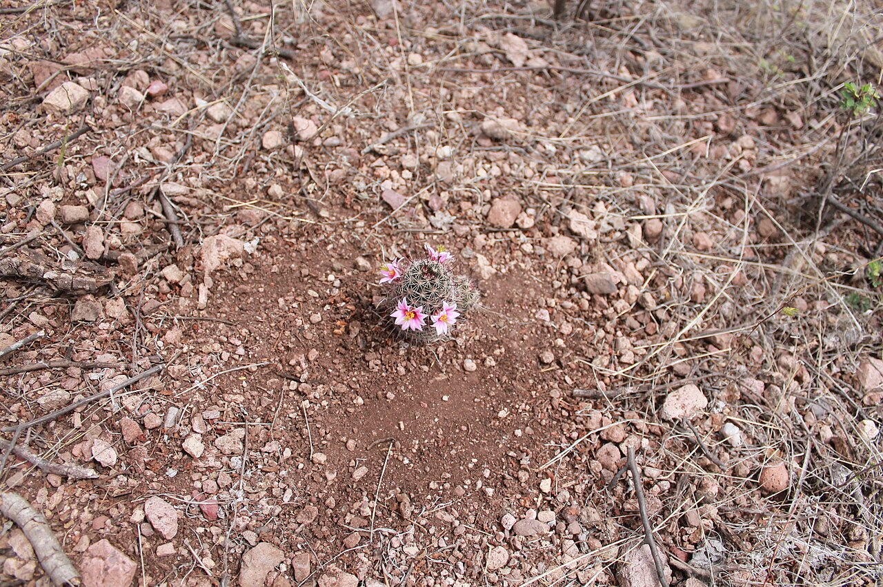Cochemiea sheldonii: Sheldon's pincushion ( Cochemiea sheldonii ) in Mexico