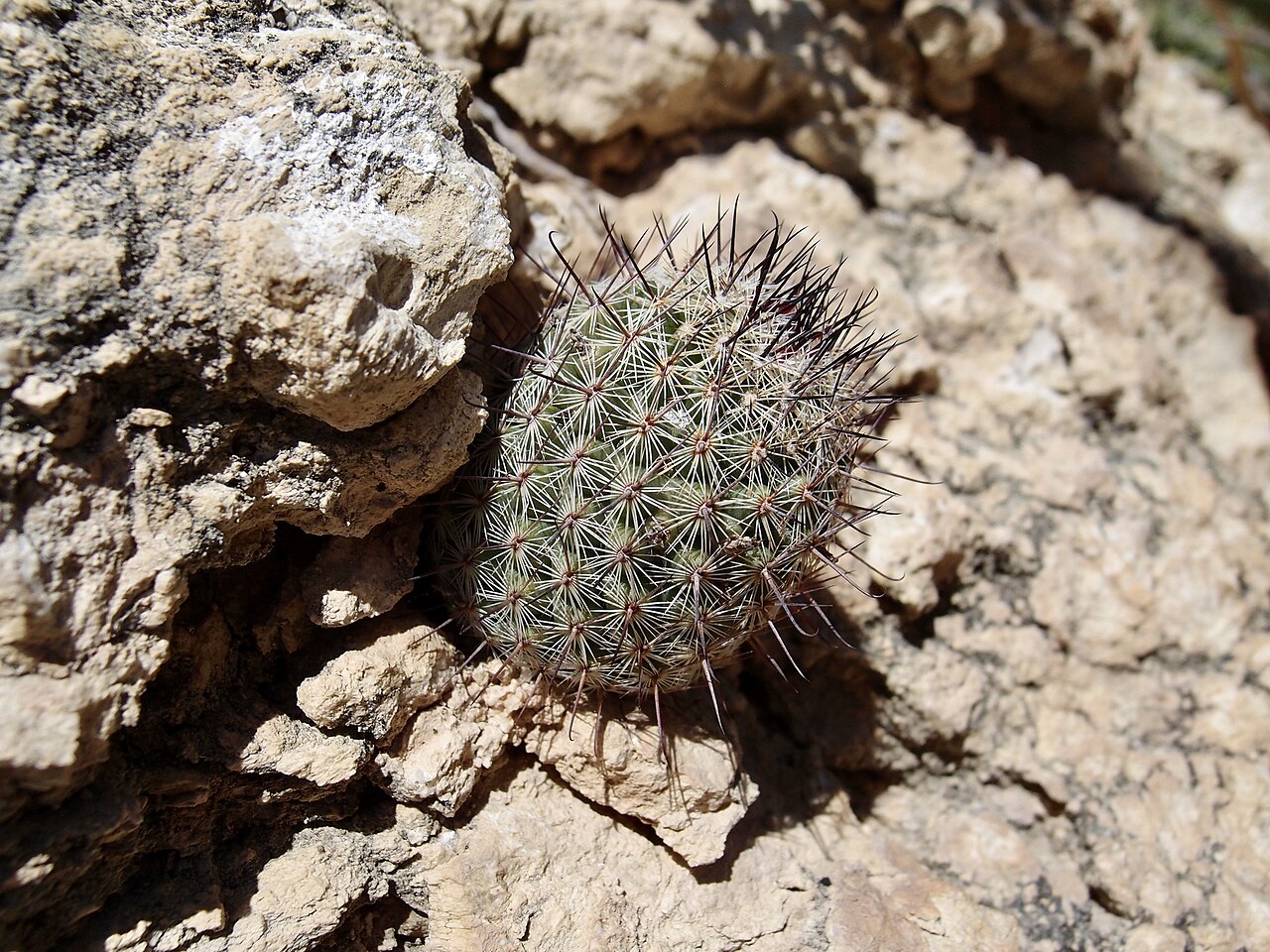 Cochemiea sheldonii: Sheldon's pincushion ( Cochemiea sheldonii ) in Mexico
