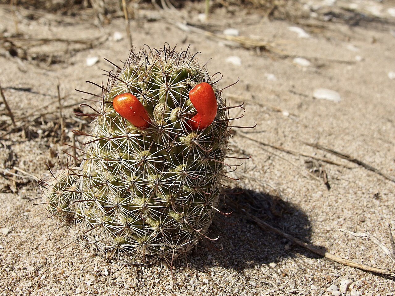 Cochemiea sheldonii: Sheldon's pincushion ( Cochemiea sheldonii ) in Mexico