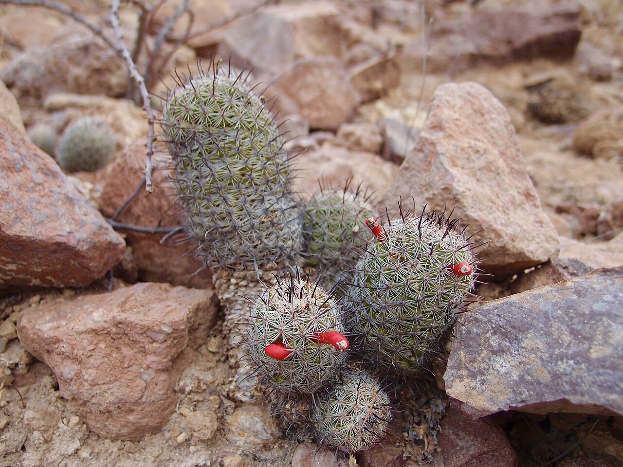 Cochemiea sheldonii: Sheldon's pincushion ( Cochemiea sheldonii ) in Mexico