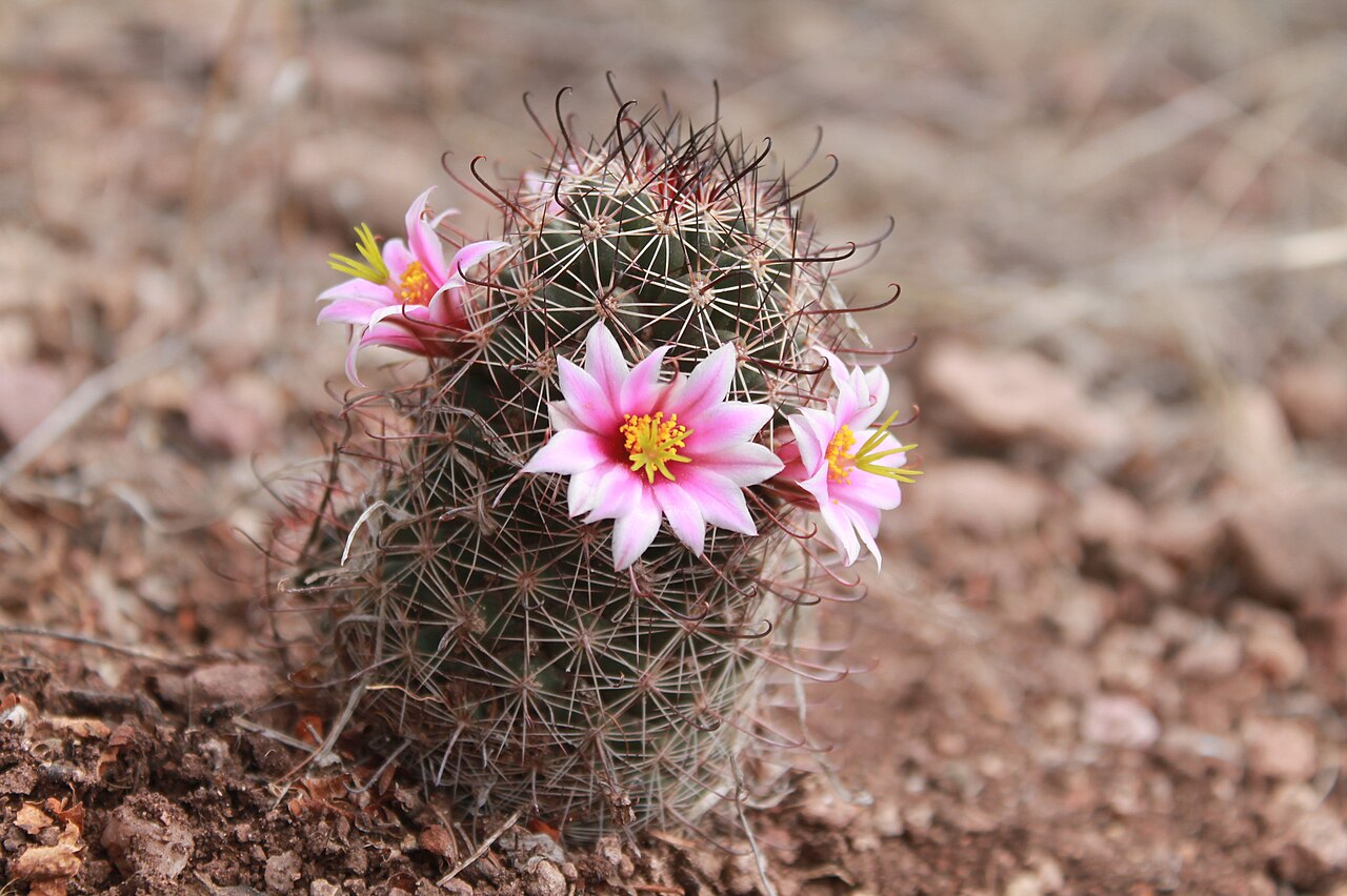 Cochemiea sheldonii: Sheldon's pincushion ( Cochemiea sheldonii ) in Mexico