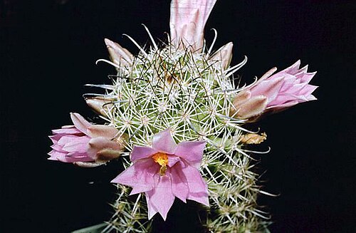 Cochemiea sheldonii: Mammillaria sheldonii