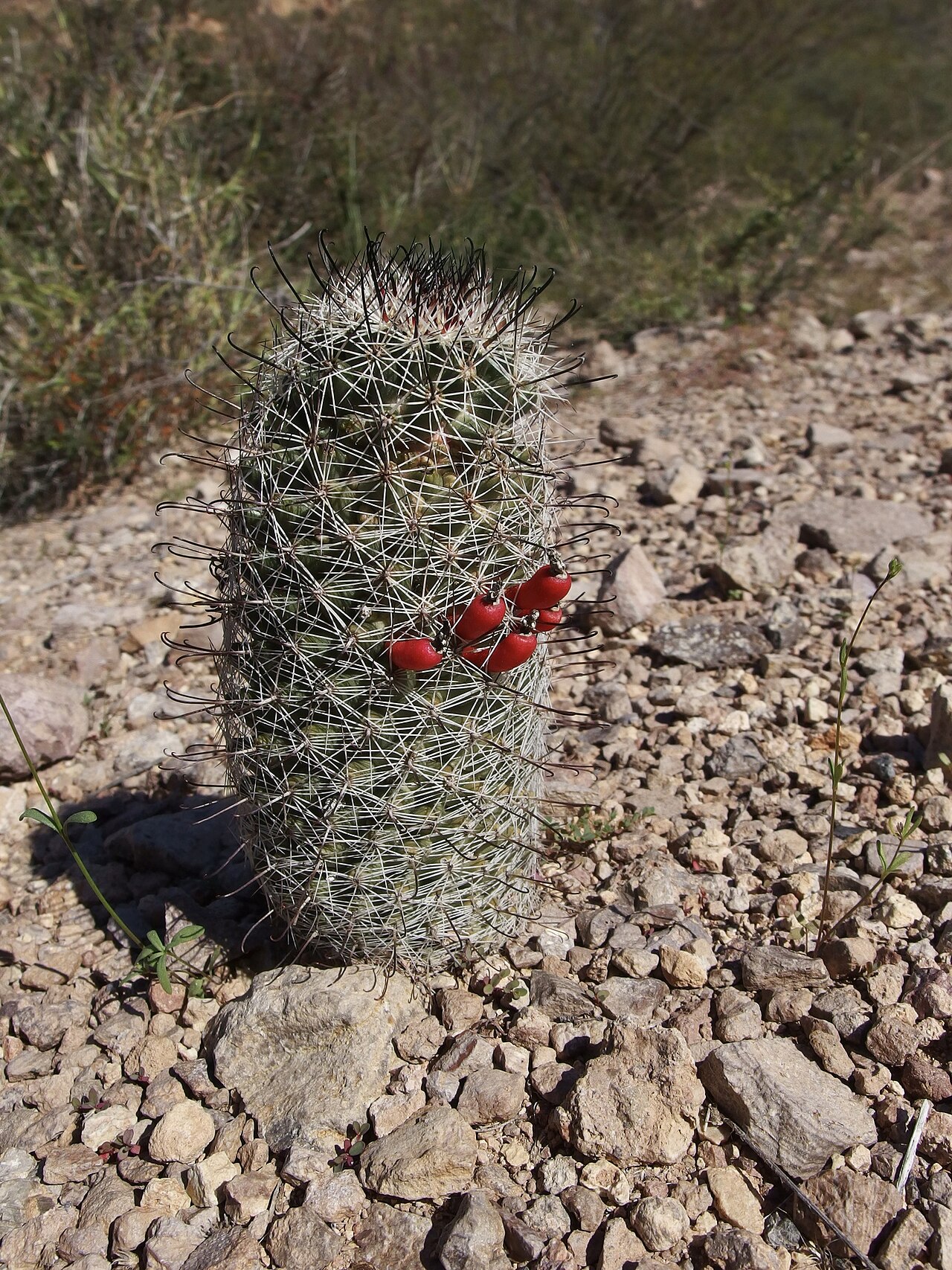 Cochemiea sheldonii: Sheldon's pincushion ( Cochemiea sheldonii ) in Mexico