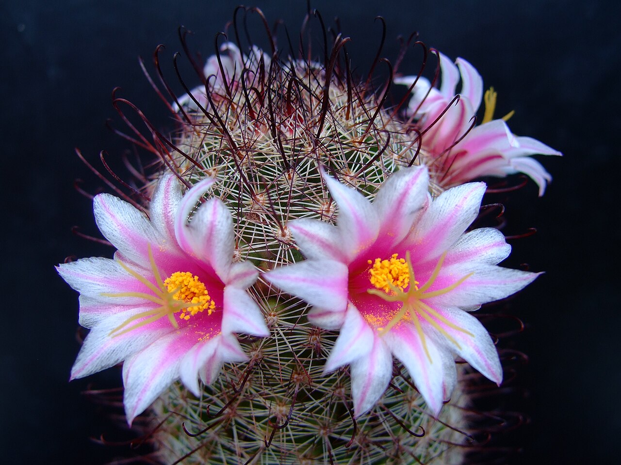 Cochemiea sheldonii: Mammillaria sheldonii