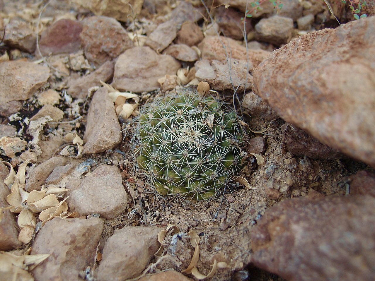 Cochemiea sheldonii: Sheldon's pincushion ( Cochemiea sheldonii ) in Mexico