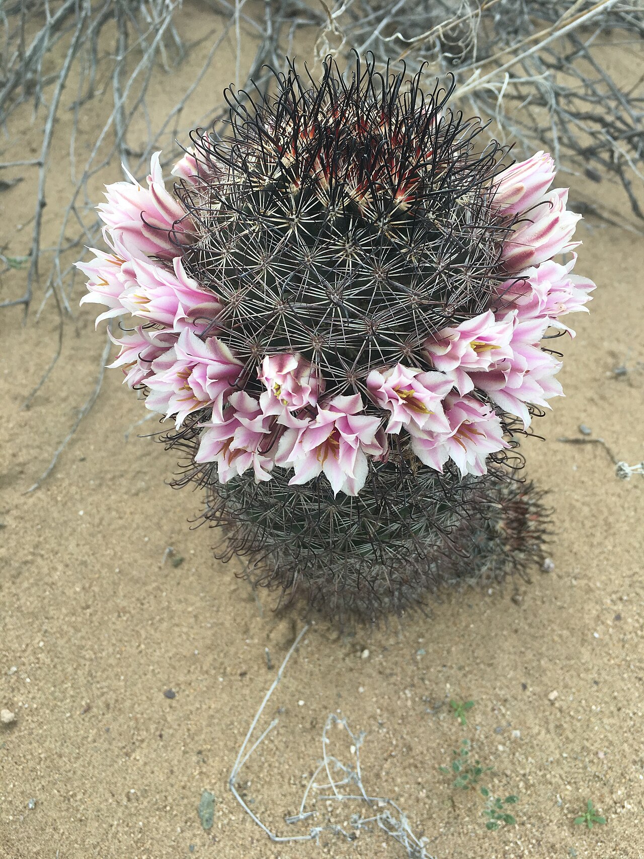 Cochemiea sheldonii: Sheldon's pincushion ( Cochemiea sheldonii ) in Mexico