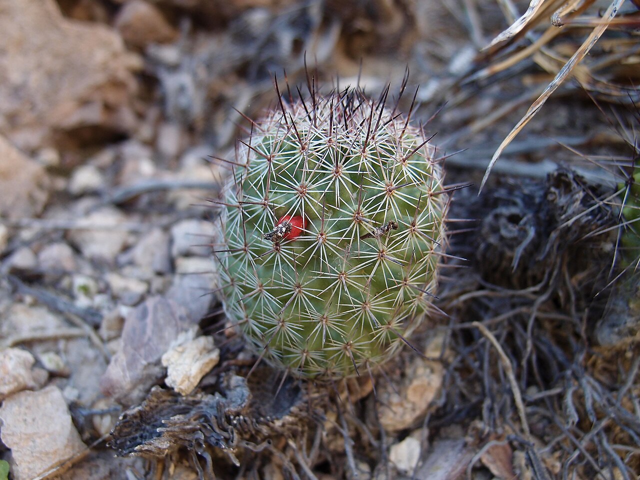 Cochemiea sheldonii: Sheldon's pincushion ( Cochemiea sheldonii ) in Mexico