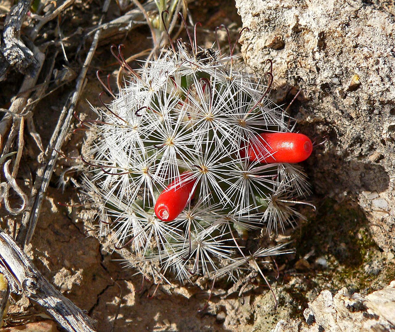 Common fishhook cactus (Cochemiea tetrancistra)