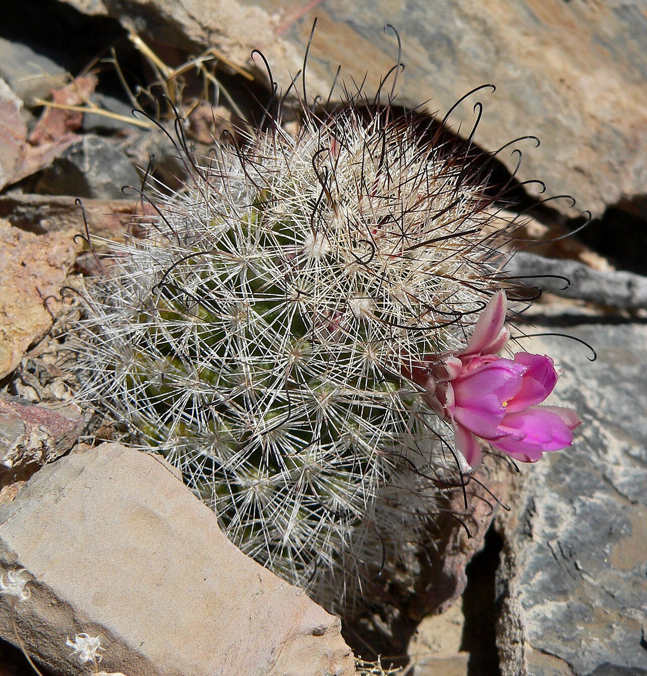 Common fishhook cactus: Mammillaria tetrancistra near Devils Hole, Death Valley National Park / Ash Meadows National Wildlife Refuge , southern Nevada